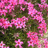 Phlox subulata 'Scarlet Flame' - Polsterphlox