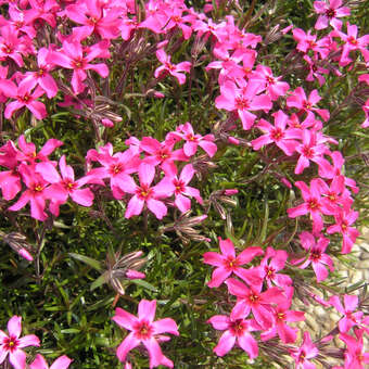 Phlox subulata 'Scarlet Flame'