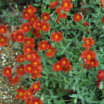 Helianthemum 'Chocolate Blotch'