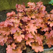 Heuchera 'Peach Flambe': Bild 4/4