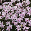 Phlox subulata 'Candy Stripes': Bild 5/6