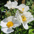 Romneya coulteri: Bild 4/6