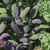 Salvia officinalis 'Purpurascens' - Gartensalbei