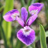 Iris versicolor - Amerikanische Sumpfiris