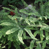 Adiantum pedatum 'Imbricatum' - Krauser Pfauenradfarn