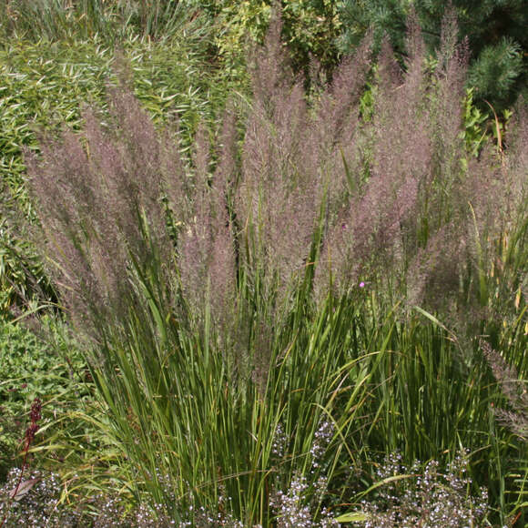 Calamagrostis brachytricha: Bild 1/6