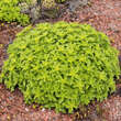 Sedum selskianum: Bild 5/9