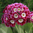 Primula auricula 'Poldi': Bild 1/1