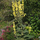 Verbascum olympicum - Königskerze