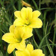 Hemerocallis 'Green Flutter': Bild 3/5