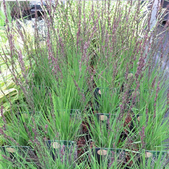 Molinia caerulea 'Heidezwerg': Bild 1/2 Molinia caerulea 'Heidezwerg': Bild 1/2