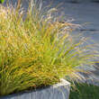 Carex testacea: Bild 1/3