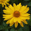 Heliopsis helianthoides 'Venus': Bild 6/7