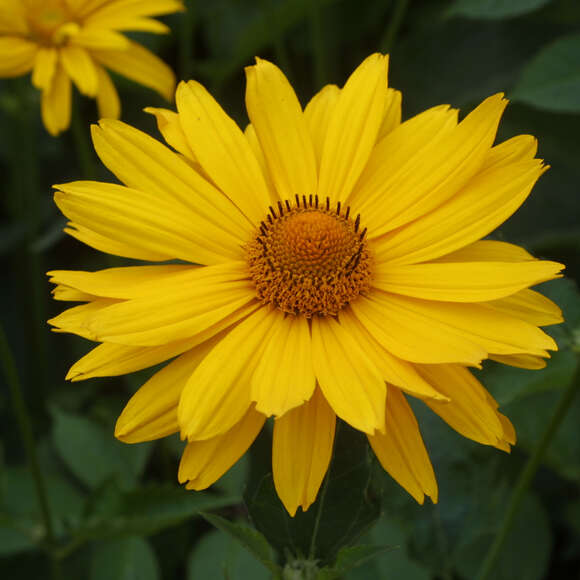 Heliopsis helianthoides 'Venus': Bild 6/7 Heliopsis helianthoides 'Venus': Bild 6/7