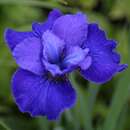 Iris sibirica 'Harpswell Halleluja' - Sibirische Schwertlilie