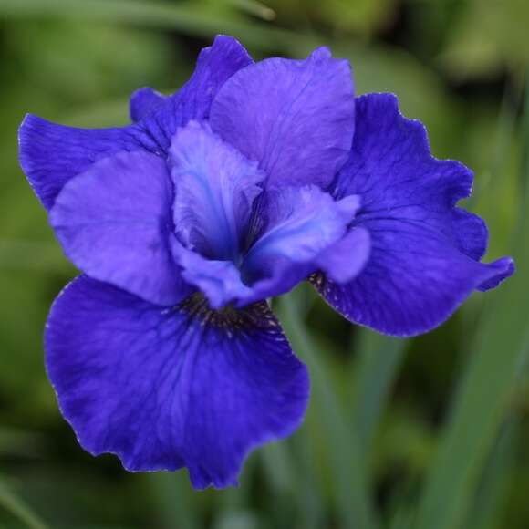Iris sibirica 'Harpswell Halleluja': Bild 1/2 Iris sibirica 'Harpswell Halleluja': Bild 1/2