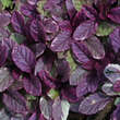 Ajuga reptans 'Rainbow': Bild 2/3