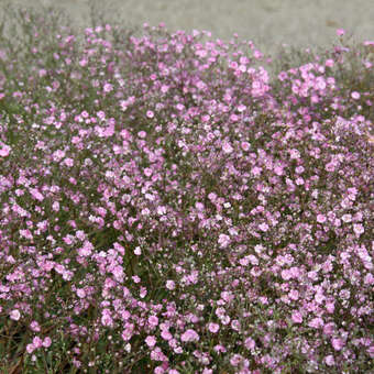 Gypsophila paniculata 'Flamingo'