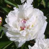 Paeonia lactiflora 'Festiva Maxima' - Pfingstrose