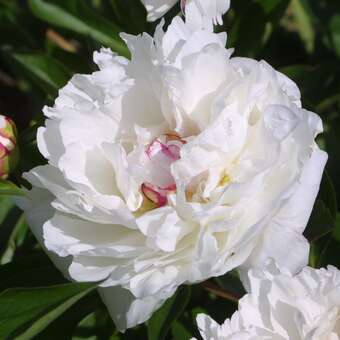 Paeonia lactiflora 'Festiva Maxima'