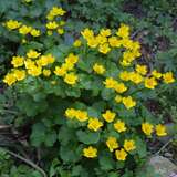 Caltha palustris - Sumpfdotterblume