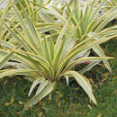 Yucca filamentosa 'Color Guard' - Palmlilie