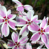 Phlox subulata 'Candy Stripes' - Polsterphlox