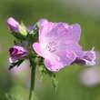 Malva moschata 'Rosea': Bild 1/5