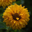 Heliopsis helianthoides 'Venus': Bild 1/6