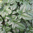 Angelica pachycarpa: Bild 4/4