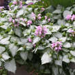 Lamium maculatum 'Pink Pewter': Bild 3/3