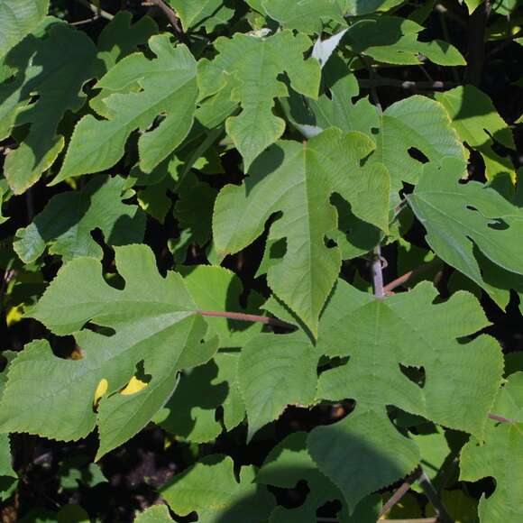 Broussonetia papyrifera: Bild 1/7 Broussonetia papyrifera: Bild 1/7