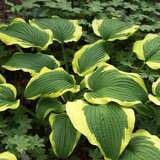 Hosta 'Yellow River' - Funkie, Herzlilie