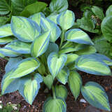 Hosta 'June' - Funkie, Herzlilie