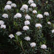 Ledum groenlandicum: Bild 4/5