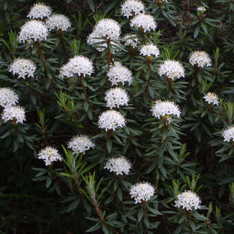 Ledum groenlandicum: Bild 4/5