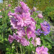 Delphinium cult.'Delgenius Juliett': Bild 1/2