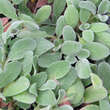 Stachys byzanthina 'Silver Fleece': Bild 3/3