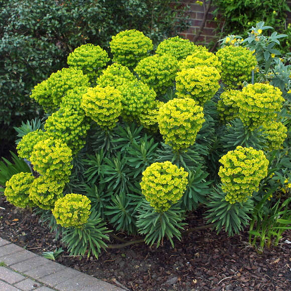 Euphorbia characias wulfenii: Bild 13/13