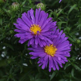 Aster dumosus 'Island Samoa': Bild 3/4