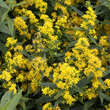 Solidago 'Ducky': Bild 2/2