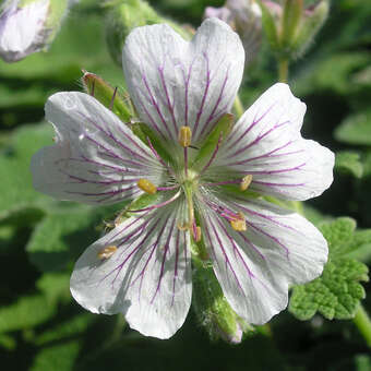 Geranium renardii: Bild 3/7