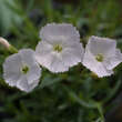 Dianthus gratianopolitanus 'La Bourboule White': Bild 1/2