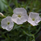 Dianthus gratianopolitanus 'La Bourboule White' - Pfingstnelke