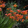 Crocosmia 'Lucifer': Bild 1/1