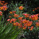 Crocosmia 'Lucifer' - Montbretie