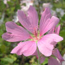 Lavatera 'Barnsley' - Buschmalve