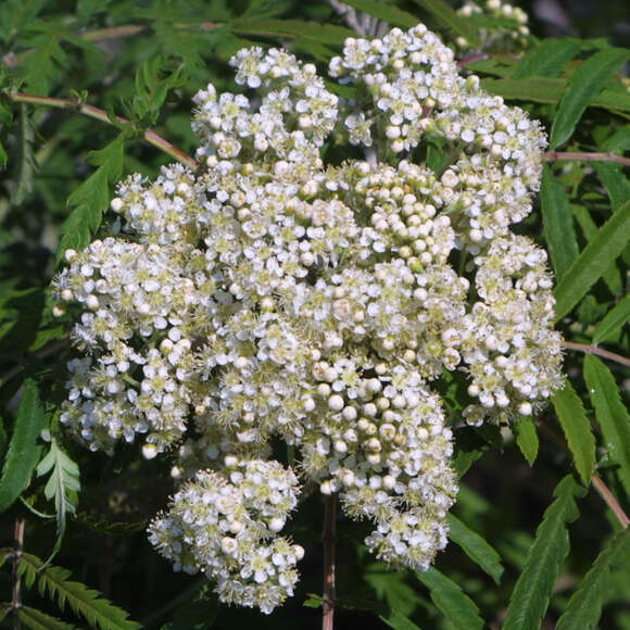 Sorbus 'Chinese Lace': Bild 1/3 Sorbus 'Chinese Lace': Bild 1/3