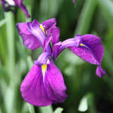 Iris ensata 'Variegata' - Japanische Sumpfschwertlilie