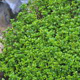 Thymus pulegioides - Feldthymian